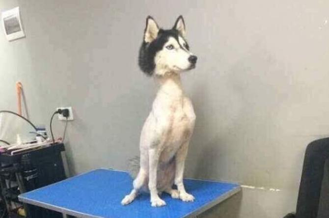 La Fiera Ay Wey Husky Siberiano Es Rapado De Cuello A Patas Y Se