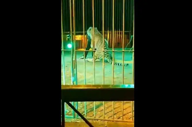 ¡Terrible! Tigre ataca a domador durante función de circo (+video)