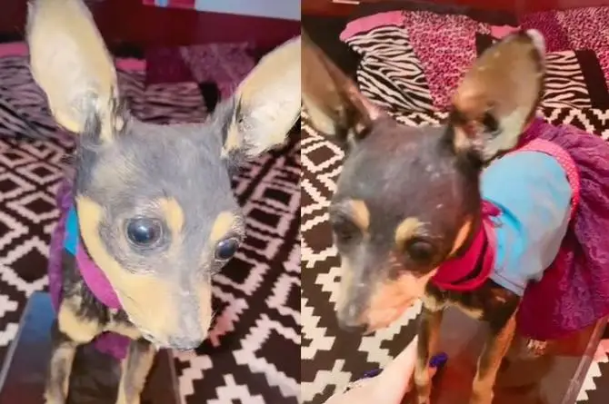 ¡Ver para creer! Joven diseca a su perrita chihuahua y la presume en TikTok (+video)