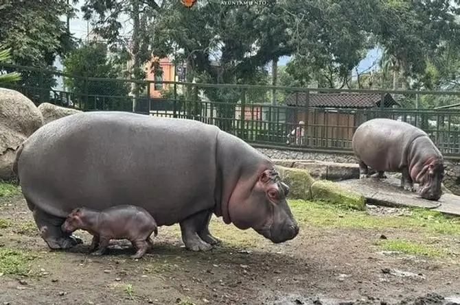 ¡Que belleza! Nace hipopótamo en Orizaba, Veracruz