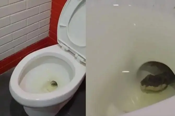 ¡Hasta c4coni0 se espantó! Hallan víbora en la taza del baño (+video)